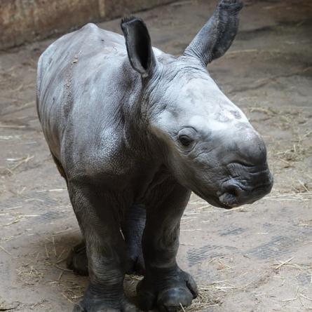 Nashornjungtier Liam