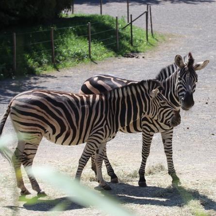 Zebra (Chapman-Zebra)